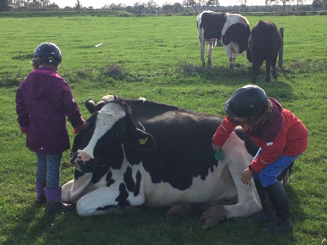 Kuh-Schelstunde auf der Weide